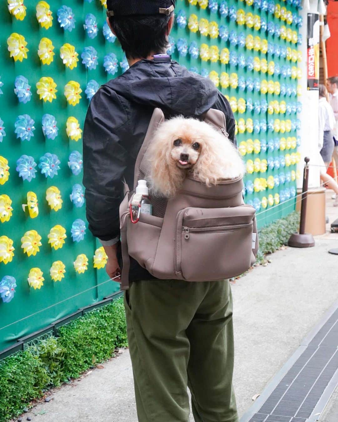 Toypoodle Mikuru?Asakusa Tokyoさんのインスタグラム写真 - (Toypoodle Mikuru?Asakusa TokyoInstagram)「20230605 Monday. みくるの浅草楽んぽ💓 新しいリュックで、パパと一緒に楽々お散歩しました😄  @citydog_official さんの ネオプレーンバックパックキャリーです。 お色はモカ。サイズはRです。 見た目めちゃ可愛いです💕 ポケットもたくさんついているので、 みくるんの大好きなウマウマもいっぱい入ります🍖  お出掛けにも通院にもたくさん使えそうです👏🏻  #citydog_jp　#シティードッグ #PR  #poodle#poodle_playoffs#みくるん#トイプードル#プードル#ワンコなしでは生きて行けません会#貴婦狗 #東京トイプードル #poodlesofinstagram#instadog#todayswanko#purapurafamily @i.am.mikuru #토이푸들」6月5日 19時31分 - purapura299