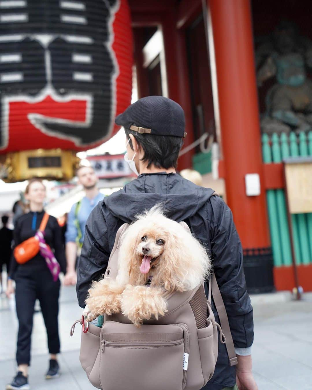 Toypoodle Mikuru?Asakusa Tokyoのインスタグラム：「20230605 Monday. みくるの浅草楽んぽ💓 新しいリュックで、パパと一緒に楽々お散歩しました😄  @citydog_official さんの ネオプレーンバックパックキャリーです。 お色はモカ。サイズはRです。 見た目めちゃ可愛いです💕 ポケットもたくさんついているので、 みくるんの大好きなウマウマもいっぱい入ります🍖  お出掛けにも通院にもたくさん使えそうです👏🏻  #citydog_jp　#シティードッグ #PR  #poodle#poodle_playoffs#みくるん#トイプードル#プードル#ワンコなしでは生きて行けません会#貴婦狗 #東京トイプードル #poodlesofinstagram#instadog#todayswanko#purapurafamily @i.am.mikuru #토이푸들」