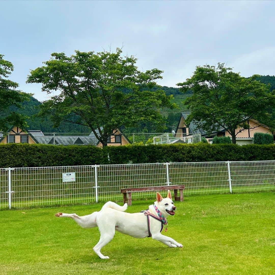 柴犬ハル&保護犬すずのインスタグラム