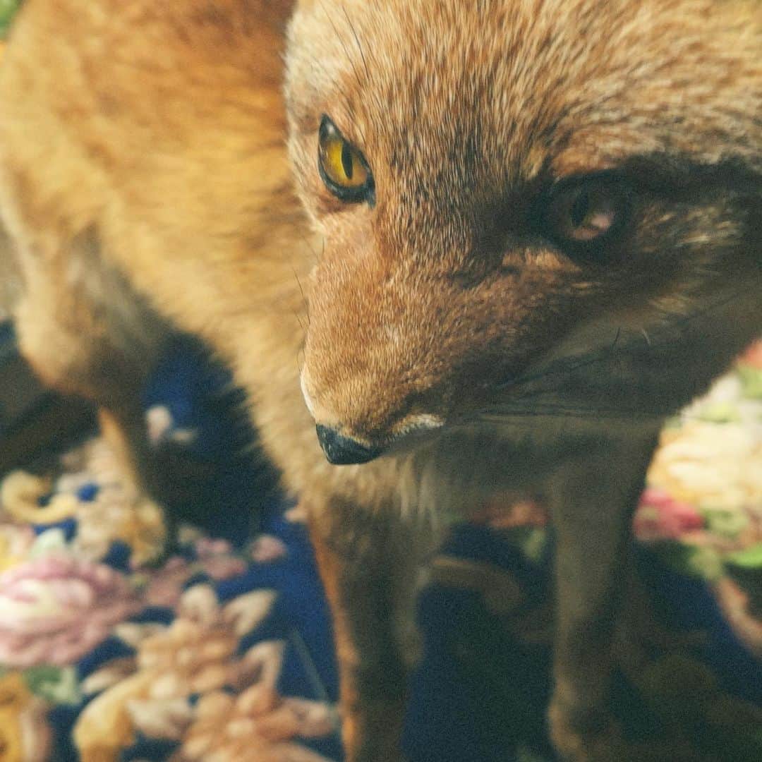 長野凌大のインスタグラム：「🦊」