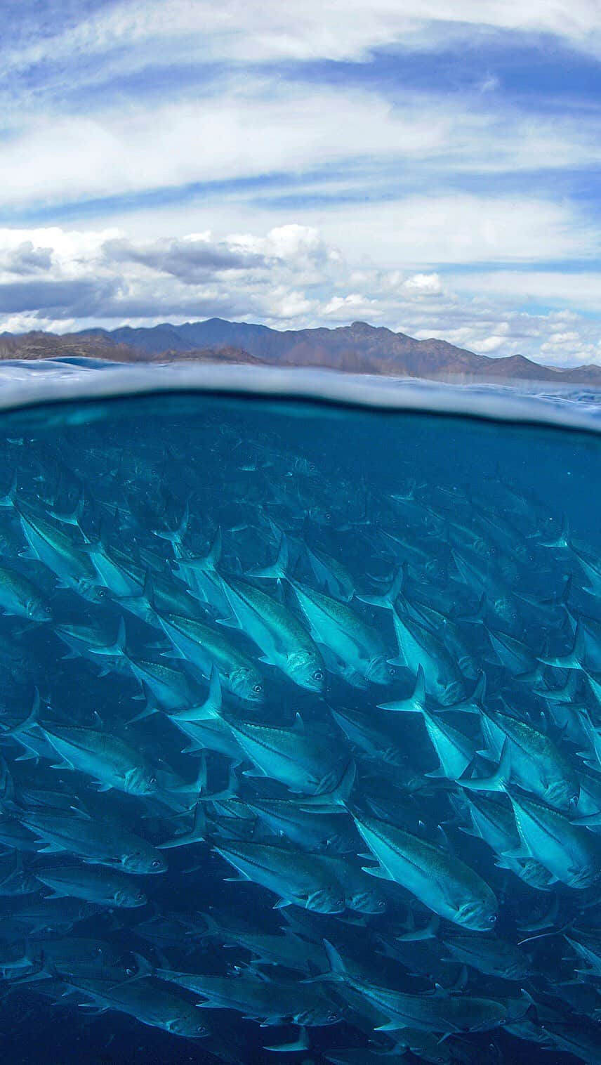 Thomas Peschakのインスタグラム：「I spent a week photographing this large iconic school of jacks at Cabo Pulmo and once I knew that I had all the images that I needed for the @natgeo article I attempted to capture this behind the scenes video. To show just how gargantuan the school was and how it would often completely envelope me I turned the camera towards myself, took a breath and dived into the maelstrom of fish.」