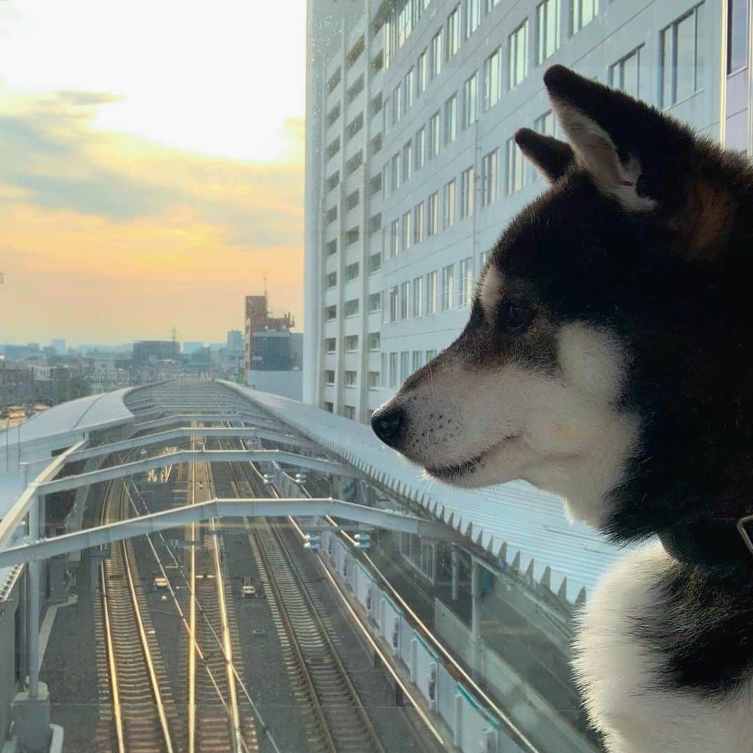 くろさんのインスタグラム写真 - (くろInstagram)「G☺︎☺︎d m☺︎rning TOKYO🌅  #日の出 #朝日 #朝陽  #柴犬 #黒柴 #イッヌ #おはようモーニング  #グッドモーニングトーキョー #柴犬と朝陽 #黒柴と朝日  #朝陽と柴犬 #朝日と柴犬 #黒柴と一緒 #柴犬と一緒  #わんこと一緒 #イッヌと一緒  #sunrisedog #sunriselover  #kuroshiba #blackshiba  #shibainu #shibadog #shibastagram #dogstagram #instadog #🌅 #🌅🐕」6月6日 6時20分 - m6bmw