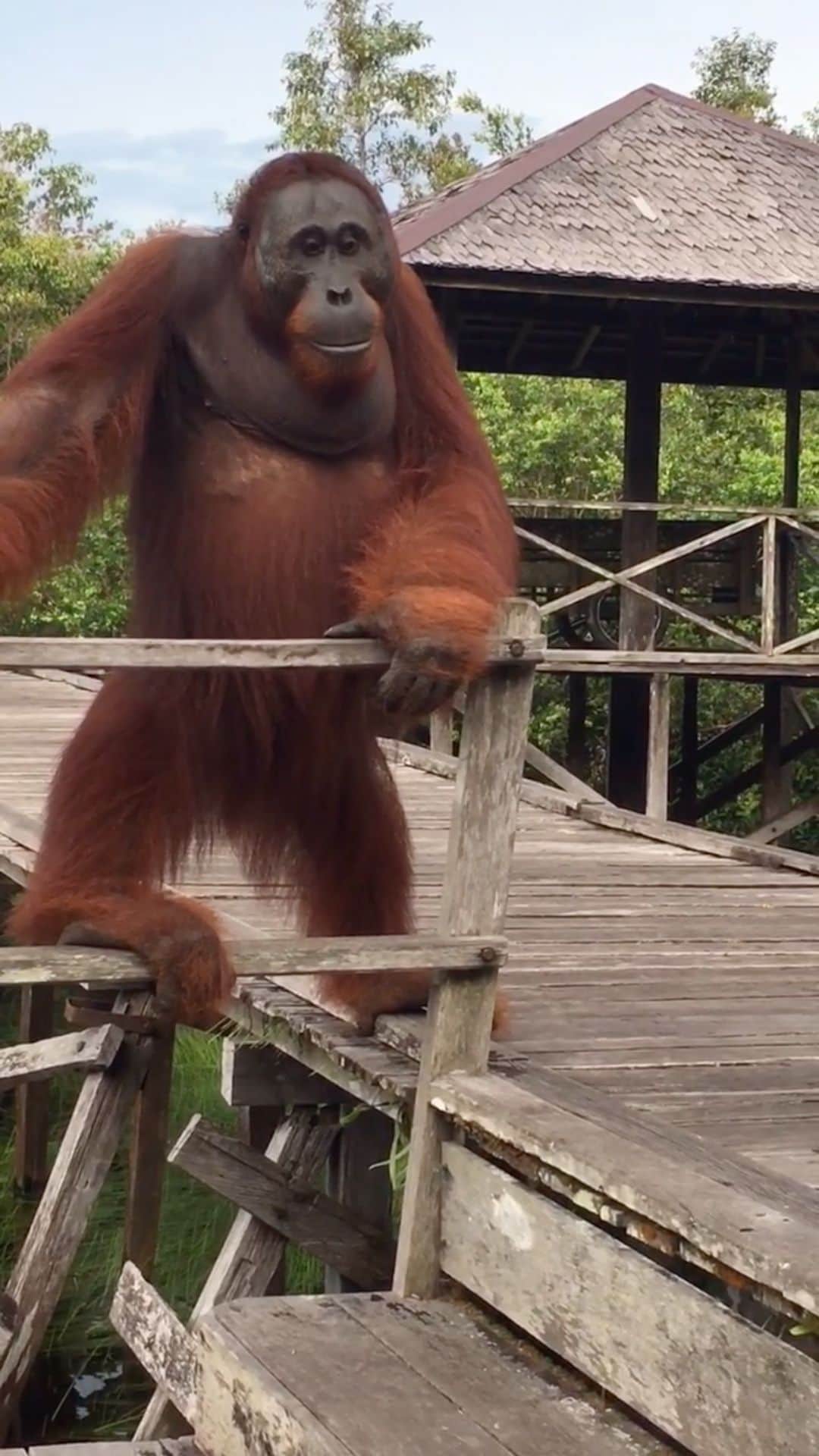 OFI Australiaのインスタグラム：「Sub adult male Rimba welcomes Dr Birute and OFI staff to the Camp Leakey dock. #campleakey #tanjungputingnationalpark #ofi #orangutanfoundationinternational #orangutanrehabilitation」