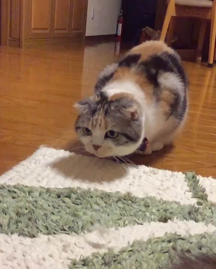 takegaeruのインスタグラム：「過去動画 迫るきゃわたん😽   #cat #scottishfold #猫 #スコティッシュフォールド #三毛スコ友の会」