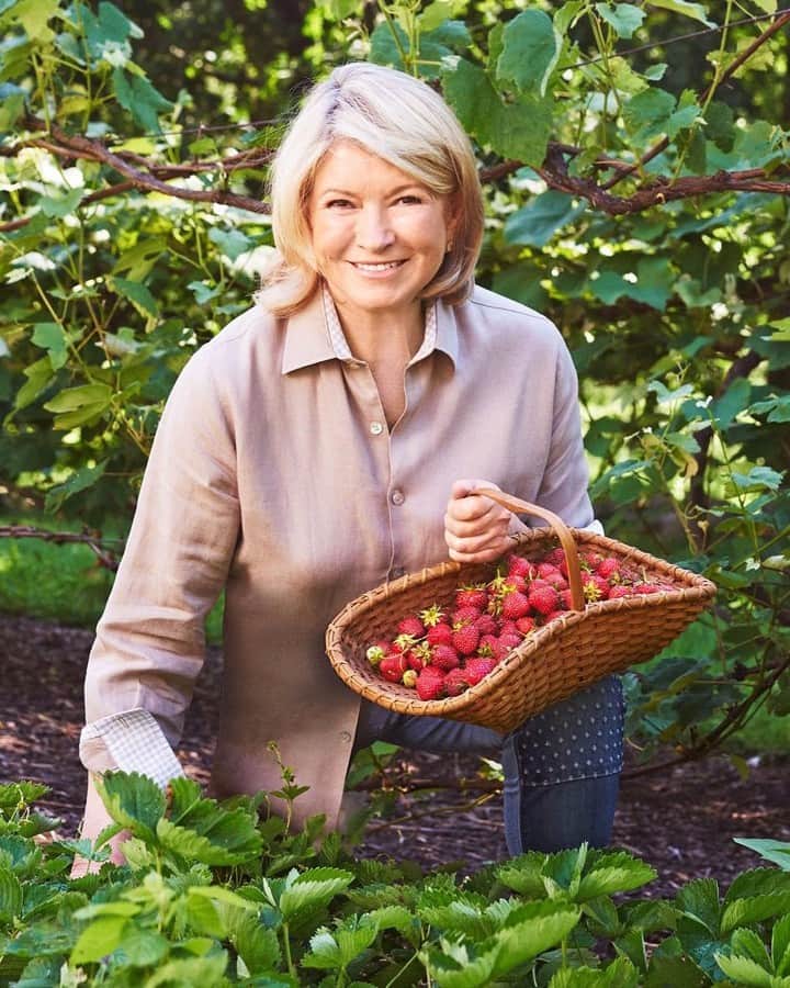 マーサ・スチュワートさんのインスタグラム写真 - (マーサ・スチュワートInstagram)「Every June, Martha’s sun-drenched strawberry patch explodes with delicious fruit. Our founder grows dozens of strawberry varieties in her garden, including 'Mara des Bois', 'Seascape', and 'Quinault'. "While my grandchildren and I love to eat the berries right off the stems, there are always plenty more to turn into delicious summer desserts." From homemade strawberry ice cream to strawberry napoleons, Martha is sharing her favorite seasonal recipes at the link in our bio. 📷: Marcus Nilsson」6月5日 22時05分 - marthastewart