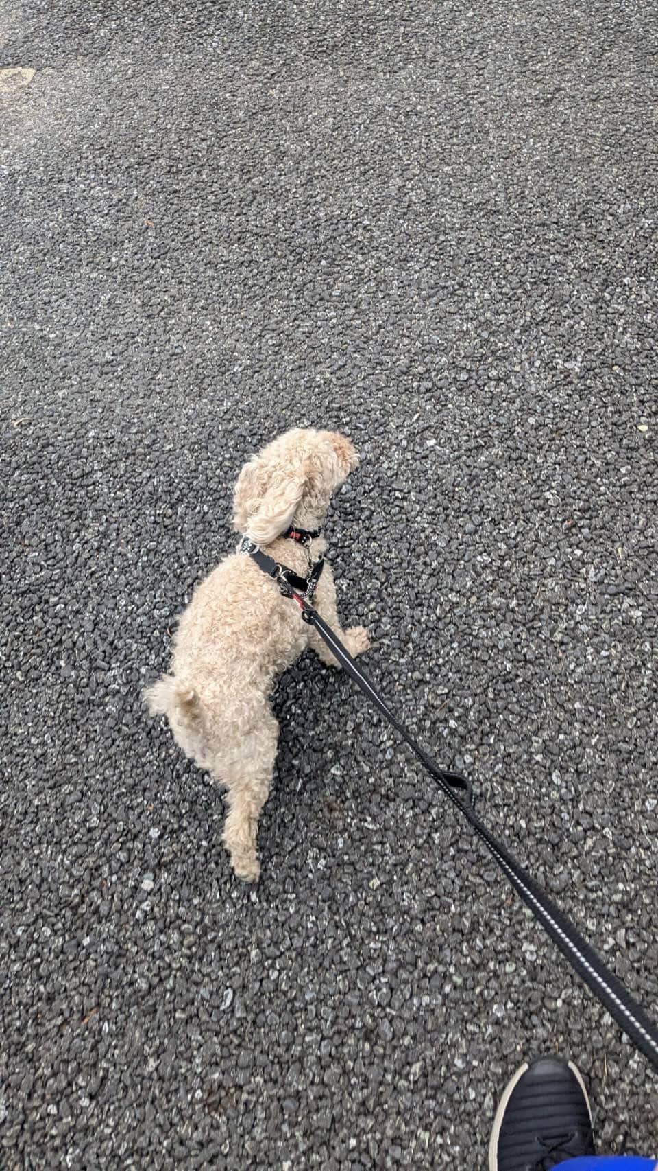 チャチャ丸のインスタグラム：「今日のお散歩🐶 気温が上がりドッグランに来る人も減ってきたなぁ... 今日は、ほぼ貸切状態。  #トイプードル #ペット#dog #toypoodle」