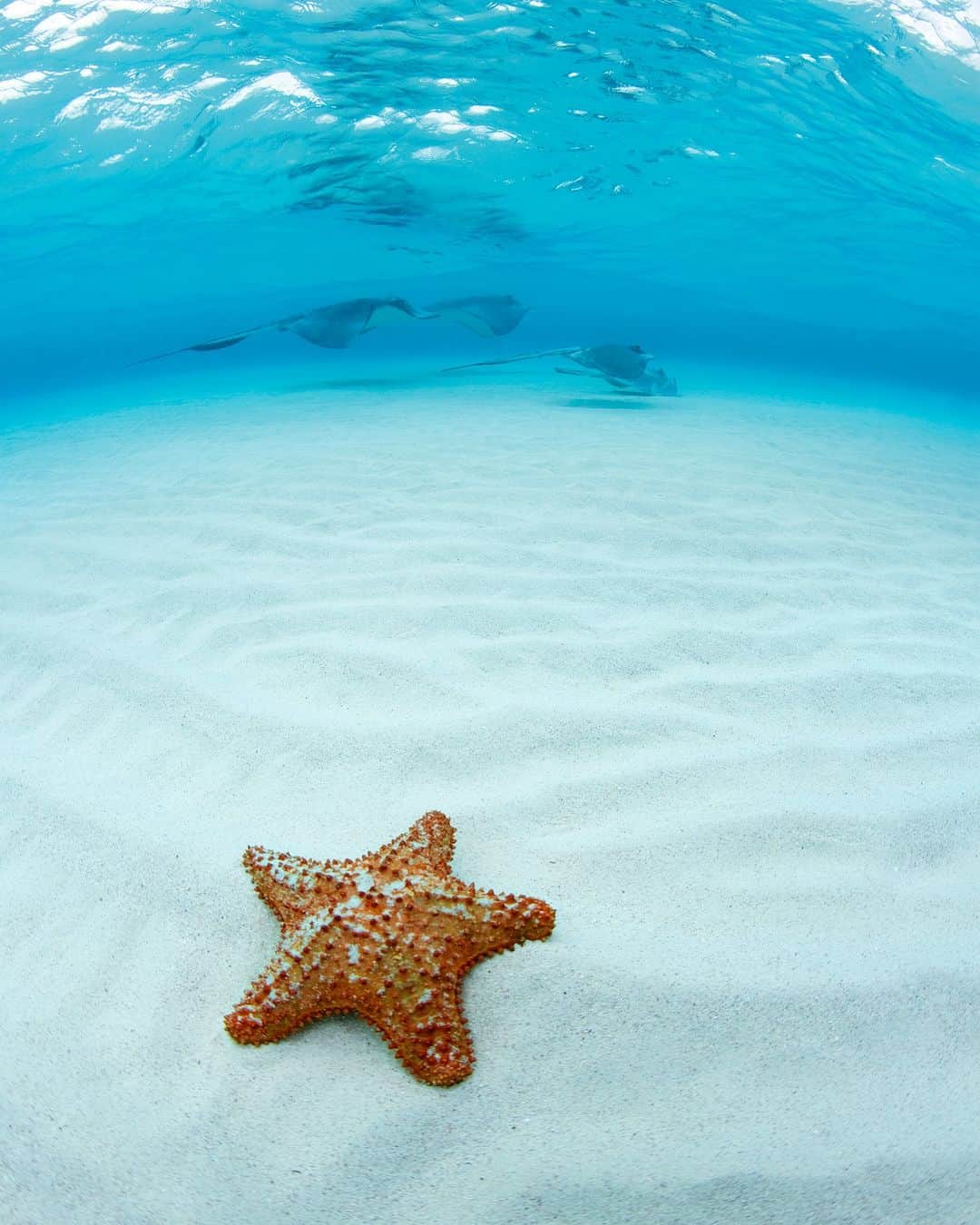 アニマルプラネットさんのインスタグラム写真 - (アニマルプラネットInstagram)「#FunFact: Starfish do not have a brain ⭐️  Photo by Justin Lewis  #Animals #Wildlife #Nature #Fascinating #CaymanIslands #Caribbean #Starfish」6月5日 22時40分 - animalplanet