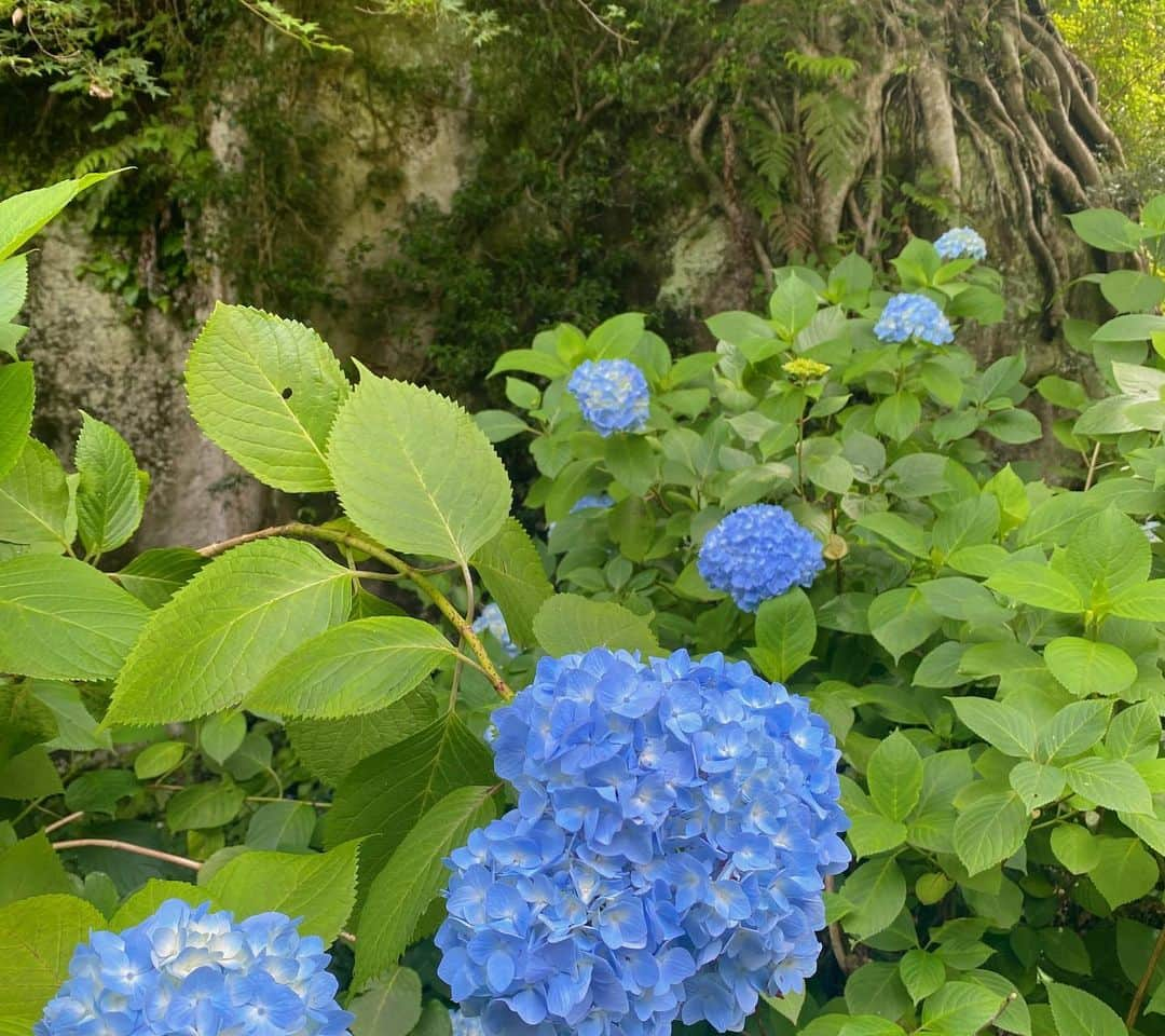 築山可奈さんのインスタグラム写真 - (築山可奈Instagram)「. 明月院🌕へ あじさい寺さん💠🌿‬  人いっぱい‼️ コロナ明けをすごく感じた1日でした✨  紫陽花きれい～🥰  #明月院 #紫陽花 #北鎌倉 #鎌倉 #あじさい寺」6月5日 22時48分 - kana.tsukiyama