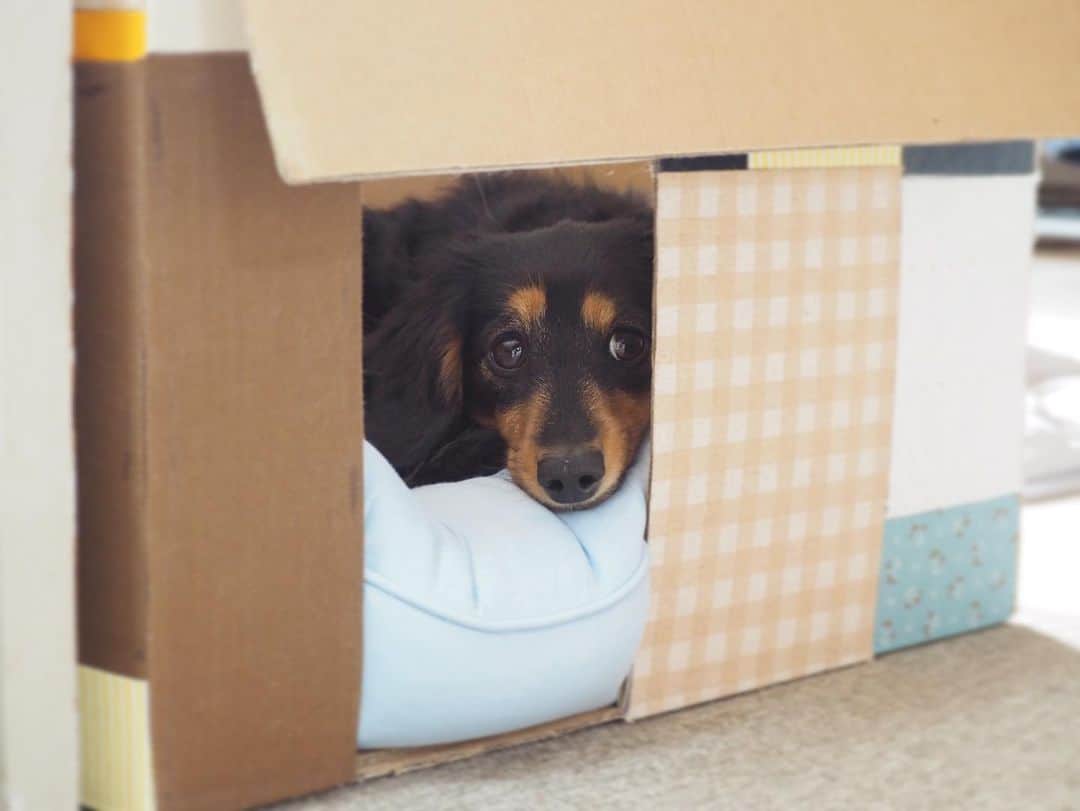 Sora Momoさんのインスタグラム写真 - (Sora MomoInstagram)「ダンボールハウスでお昼寝もも🐶🐾 ☺︎ 始めはびっくりしたみたいなキョトン顔してたのに 寝るとどんどん情けない顔になるのなんでかな😆 ☺︎ 上から見るととっても綺麗に丸くなってる◯ ☺︎ #ダンボールハウスで#お昼寝#そらが入ってた時から#入りたくて#順番待ちしてた#入れてよかったね#そらが入ると#入りたくなる#キョトン顔#情けない顔 #ダックス#ミニチュアダックス #dachshund #ministuredachshund」6月5日 22時52分 - teratera_sorapu_