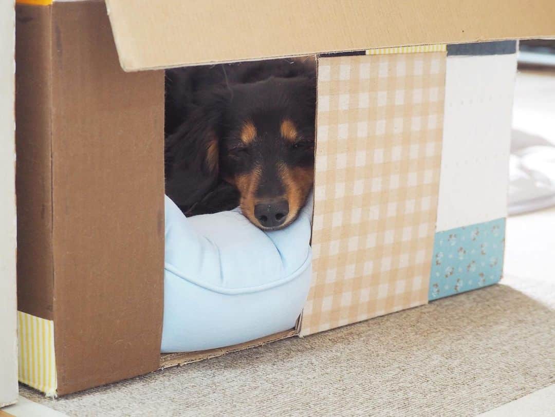 Sora Momoさんのインスタグラム写真 - (Sora MomoInstagram)「ダンボールハウスでお昼寝もも🐶🐾 ☺︎ 始めはびっくりしたみたいなキョトン顔してたのに 寝るとどんどん情けない顔になるのなんでかな😆 ☺︎ 上から見るととっても綺麗に丸くなってる◯ ☺︎ #ダンボールハウスで#お昼寝#そらが入ってた時から#入りたくて#順番待ちしてた#入れてよかったね#そらが入ると#入りたくなる#キョトン顔#情けない顔 #ダックス#ミニチュアダックス #dachshund #ministuredachshund」6月5日 22時52分 - teratera_sorapu_
