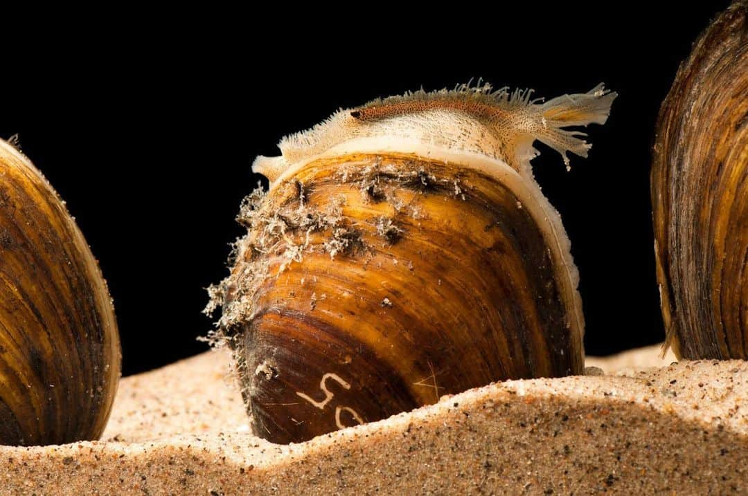 Joel Sartoreさんのインスタグラム写真 - (Joel SartoreInstagram)「Freshwater mussels like this Higgins eye pearly mussel are the unsung heroes of aquatic environments. Designed to filter out large quantities of harmful algae and bacteria, absorb heavy metals, and filter silt and fine particulates that harm aquatic ecosystems, mussels work hard to ensure the long-term health of streams, rivers, lakes, and ponds.  Genoa National Fish Hatchery, where this photo was taken, is home to one of the largest mussel culture recovery projects in North America. In an effort to protect this federally endangered species, the hatchery produces more than 500,000 Higgins eye mussel juveniles for stocking into four river systems in the Upper Mississippi River watershed.  #WorldEnvironmentDay #mussel #endangered #pearly #eye #animal #wildlife #aquatic #freshwater #photography #underwater #underwaterphotography #wildlifephotography #PhotoArk @insidenatgeo」6月5日 23時01分 - joelsartore