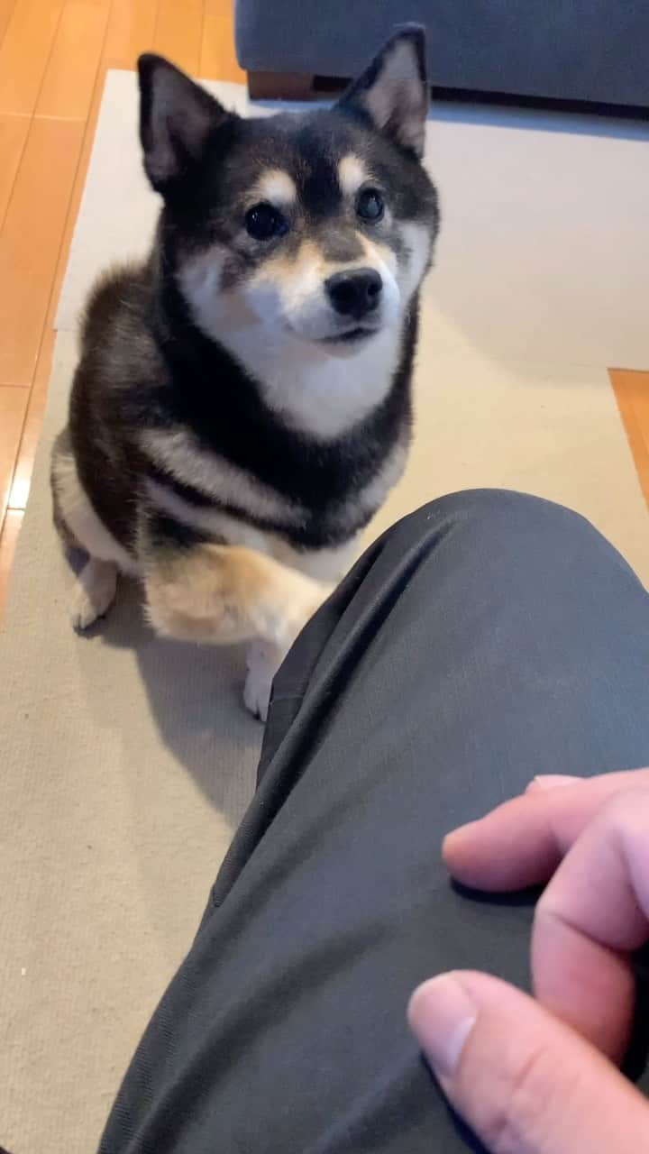 吾子のインスタグラム：「・ ・ ・ ・ ・ あこわんちょいちょい動画🐾🐶❤️ ・ ちょうだい🥺 ・ あげちゃいますよね🤷🏻‍♀️ご飯分から引いてます ・ ・ ・ ・ ・ ・ ・ ・ ・ ・ ・ ・ ・ ・ ・ #誰がくれるかな🐶❓ #きょうはおとさんだな👨🏻‍🦳 #sapporo  ・ 北海道の柴犬 #柴北会 の皆ワン🐶あったかくなってきたねー ・ #adorable #instadog#shibainu#dog#柴犬ライフ #instashiba#柴犬マニア #9gag #barked #kuroshiba#socute #cutedog#いぬのきもち #黒柴 #dogstagram_japan」