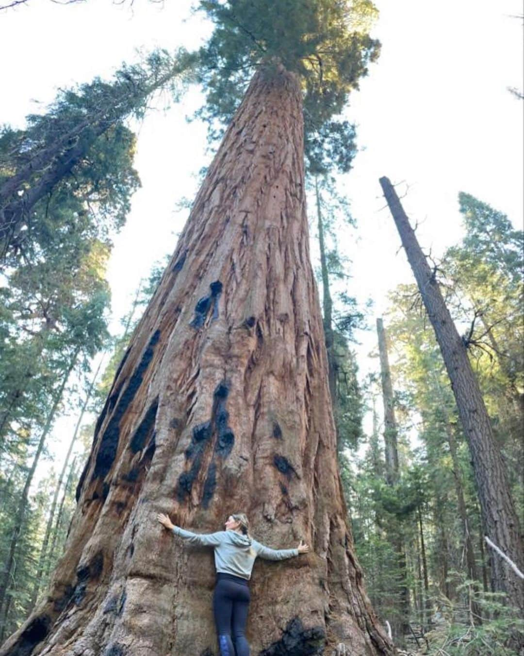 ジゼル・ブンチェンさんのインスタグラム写真 - (ジゼル・ブンチェンInstagram)「Mother Nature is our greatest teacher. She shows us that everything is interconnected and interdependent. Her power comes from her diversity and it depends on it for its  survival. Just like with people, our differences are our strengths, and we get stronger when we work together.  Nature doesn’t judge or divide. She nurtures. She reminds us that every form of life is sacred, and important, and has its own special role in creating balance, so all of life can flourish. Nature has the answers--and by observing her, and mirroring back her example, we can all thrive. This is our home, and our choices create our future.  #WorldEnvironmentDay 🌳❤️ 🌎  A Mãe Natureza é a nossa maior professora. Ela nos mostra que tudo está interligado, interconectado. Seu poder vem de sua diversidade e ela depende disso para sobreviver. Assim como com as pessoas, nossas diferenças nos complementam e nos tornamos mais fortes quando trabalhamos juntos. A natureza não julga ou divide. Ela nutre. Ela nos lembra que toda forma de vida é sagrada e importante, e tem seu papel fundamental para trazer equilíbrio para que toda a vida possa florescer. A natureza tem muitas respostas - e, observando-a e seguindo seu exemplo, podemos todos prosperar. Esta é a nossa casa - e as nossas escolhas criam nosso futuro. #DiaMundialdoMeioAmbiente」6月5日 23時49分 - gisele