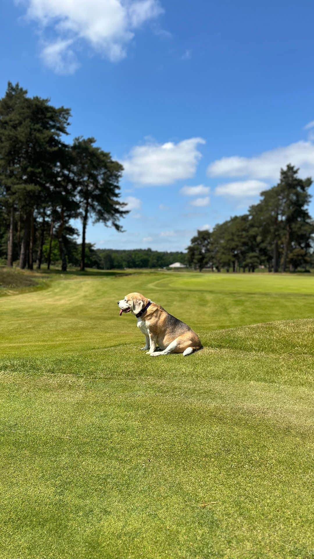 カーリー・ブースのインスタグラム：「@hankleycommongolfclub in the glorious sunshine ☀️ with @carlyabooth and @peanutbutterbeagle what a lovely afternoon. 🐶 ⛳️ ☀️ 🏌️‍♀️ 💕」