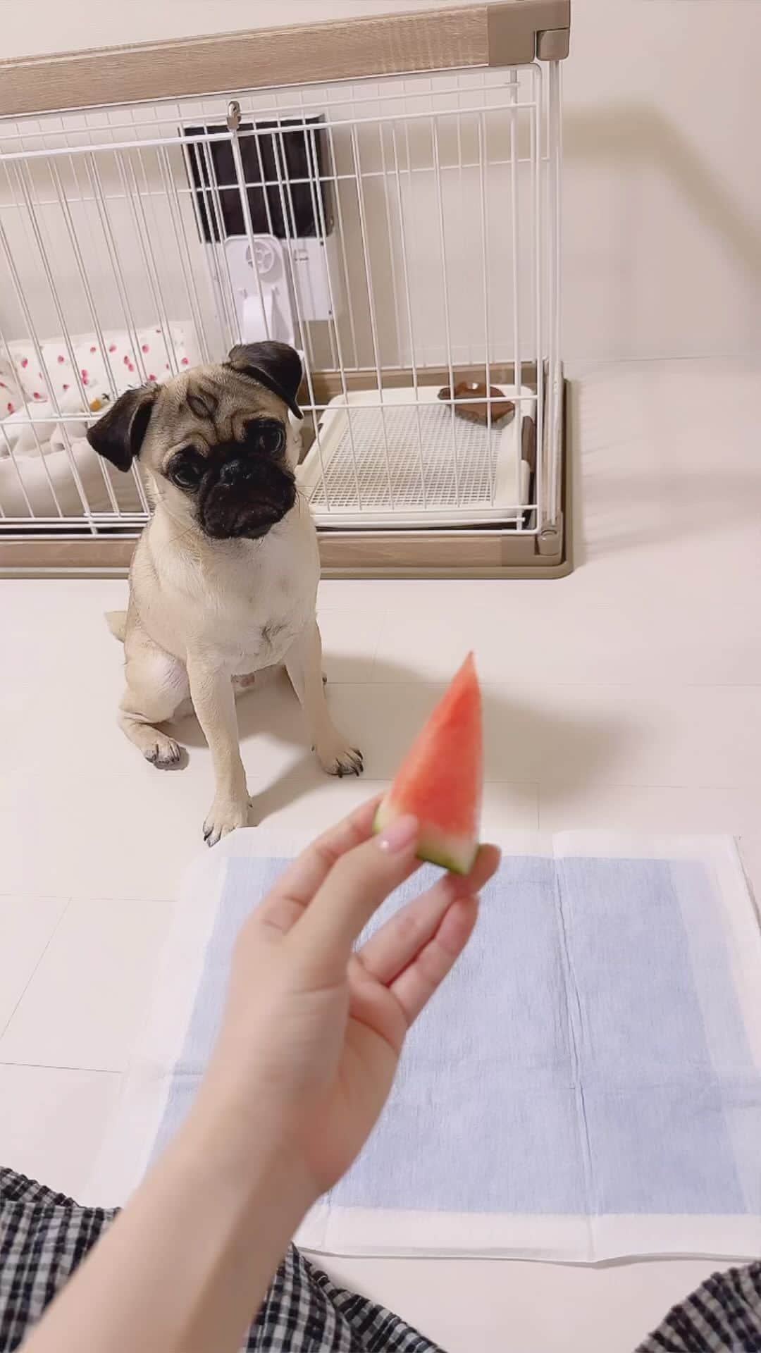 近藤沙瑛子のインスタグラム：「お留守番のご褒美🍉」