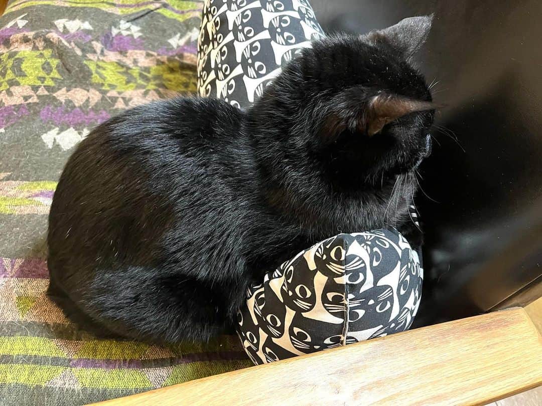 辻本耕志のインスタグラム：「この子の定位置。 #猫　#ねこ　#ネコ　#麦　#むぎ　#cat」