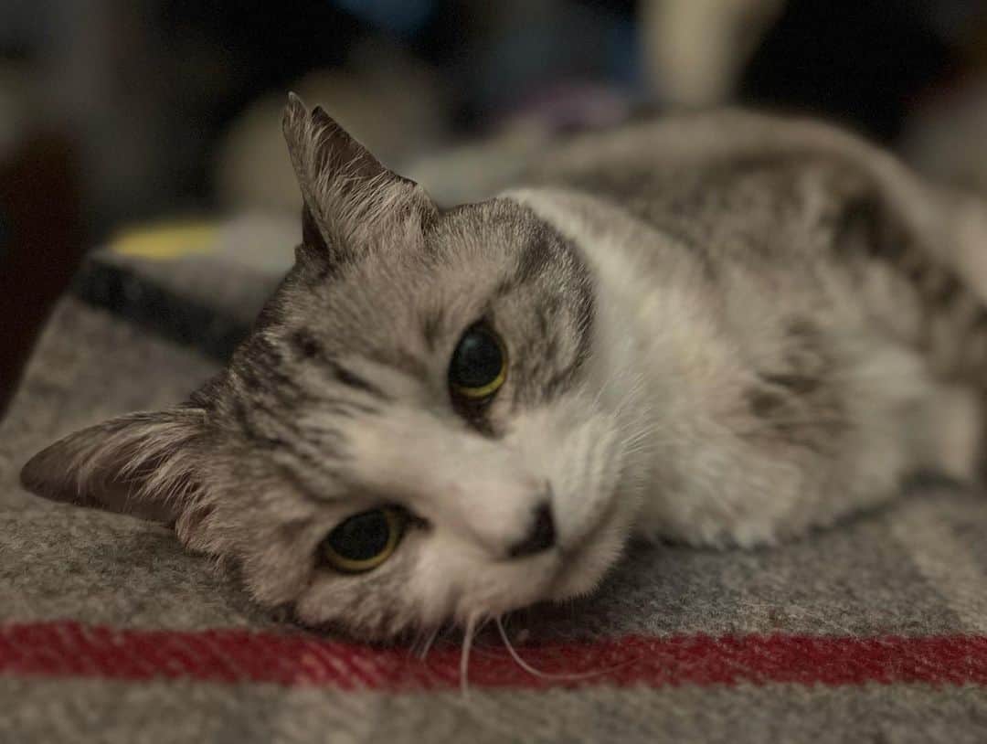 坂本美雨さんのインスタグラム写真 - (坂本美雨Instagram)「深夜、見つめ合っています（自慢） #cat #サバ美」6月6日 1時07分 - miu_sakamoto