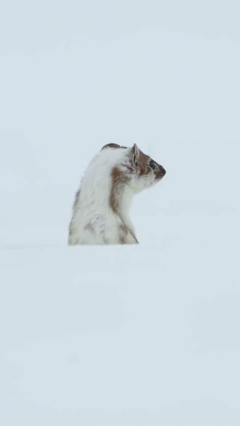 ゲランのインスタグラム：「A love letter to the countless species that call France home, VIBRANT is also an invitation to reflect. Drawing on almost 800 hours of raw footage, Yann Arthus-Bertrand’s ambitious documentary encourages us to take a humble look at our place as human beings within this spectacular, meticulously balanced ecosystem, while reminding us of the impact of our choices on its future. With VIBRANT, the Maison Guerlain continues its commitment to helping to protect the future of biodiversity in France and around the world, #InTheNameOfBeauty.  #Guerlain #WorldEnvironmentDay @yannarthusbertrand」