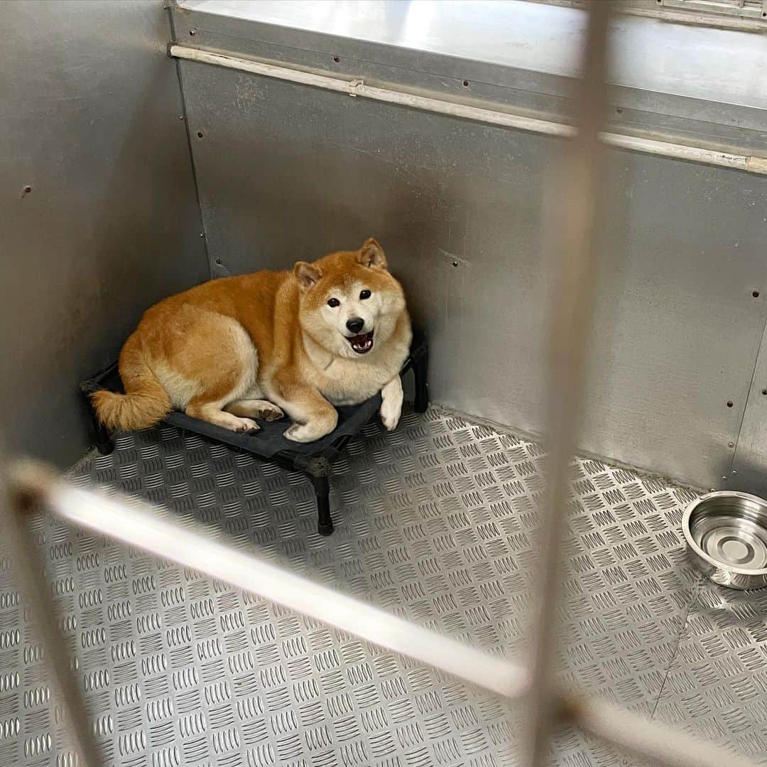 Balltze My name is Ballさんのインスタグラム写真 - (Balltze My name is BallInstagram)「went to @lap.org.hk yesterday and I want to share with you a shibainu's story in particular. Nutmeg was abandoned in the mountains by the puppy mill because she can no longer give births, she is only 7 years old, but she looks like an old puppy in her 10s. She is a very quiet and well behaved good girl, I really hope that someone can take her home for adoption 🤧 There are still many lively and lovely doggos in the adoption center, if you are considering buying a doggo maybe take a look in some adopation centre first?  #adoptdontshop #goodboysandgirls」6月6日 2時22分 - balltze