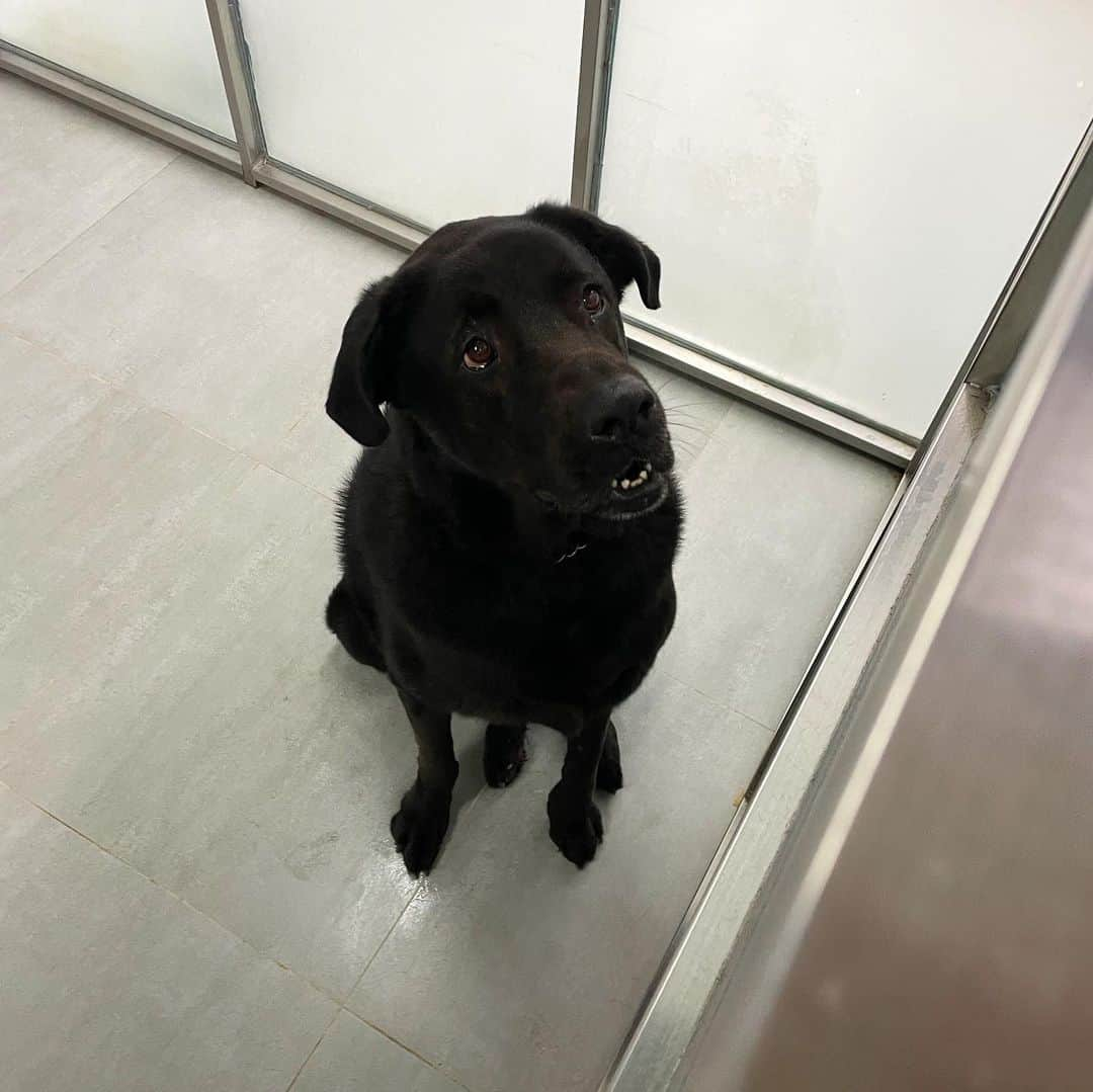 Balltze My name is Ballさんのインスタグラム写真 - (Balltze My name is BallInstagram)「went to @lap.org.hk yesterday and I want to share with you a shibainu's story in particular. Nutmeg was abandoned in the mountains by the puppy mill because she can no longer give births, she is only 7 years old, but she looks like an old puppy in her 10s. She is a very quiet and well behaved good girl, I really hope that someone can take her home for adoption 🤧 There are still many lively and lovely doggos in the adoption center, if you are considering buying a doggo maybe take a look in some adopation centre first?  #adoptdontshop #goodboysandgirls」6月6日 2時22分 - balltze