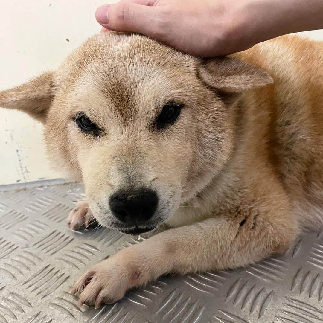 Balltze My name is Ballのインスタグラム：「went to @lap.org.hk yesterday and I want to share with you a shibainu's story in particular. Nutmeg was abandoned in the mountains by the puppy mill because she can no longer give births, she is only 7 years old, but she looks like an old puppy in her 10s. She is a very quiet and well behaved good girl, I really hope that someone can take her home for adoption 🤧 There are still many lively and lovely doggos in the adoption center, if you are considering buying a doggo maybe take a look in some adopation centre first?  #adoptdontshop #goodboysandgirls」