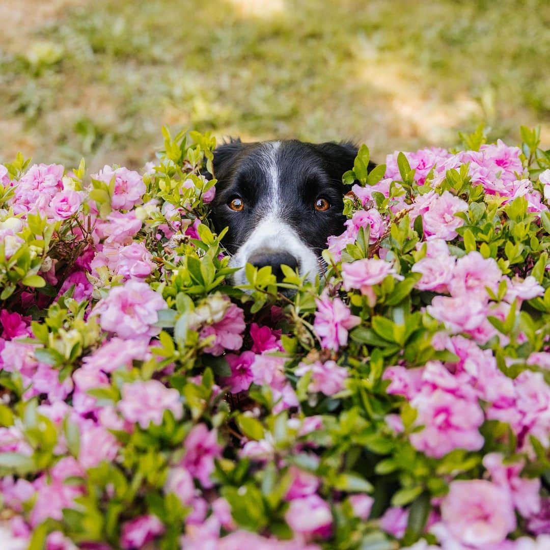 Andrew Knappのインスタグラム：「I recently became aware that I don’t have a lot of photos of just Yaya. I think there are a few reasons for this. The most obvious is that Yaya is always either by Boo’s side, or at my feet.  Another reason might be that I’m a bit afraid of taking cute little photos like this. That was kind of my thing with Momo. But mainly I strive to create, I love to share a message, and though photography is a powerful tool to unravel the meaning of things, I’m so thrilled with the idea of exploring other creative avenues as well as photography.   In the meantime, here’s a cute little photo of Yaya, inspired by a photo a good friend took of her dog Yukon 20 years ago (swipe). And you can expect a lot more. I’m pretty sure I’ll still be taking cute little photos of dogs when I’m 80.」