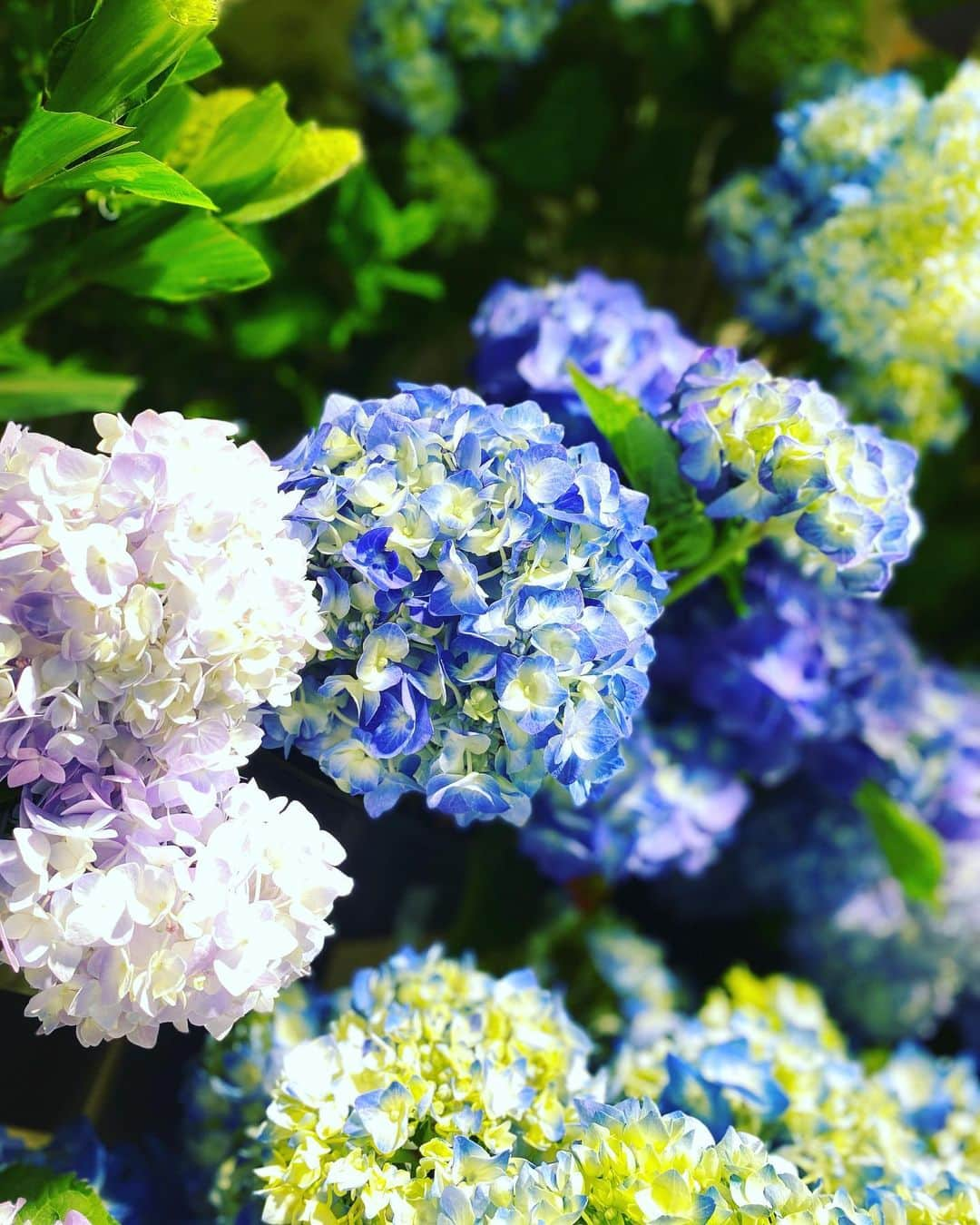 清水あすかのインスタグラム：「#flowers  #hydrangeas  #asukahimeflower」