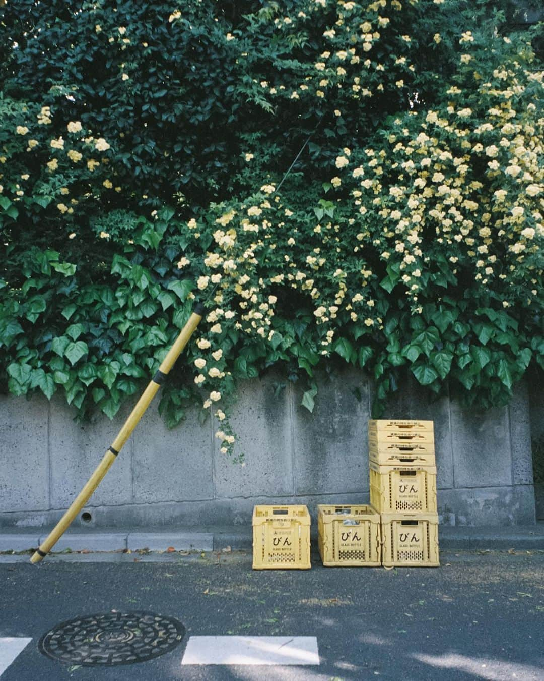 小川紗良さんのインスタグラム写真 - (小川紗良Instagram)「きいろ  #film #filmphotography #flowers #yellow #banksiarose #花 #黄色 #モッコウバラ」6月6日 14時57分 - iam_ogawasara