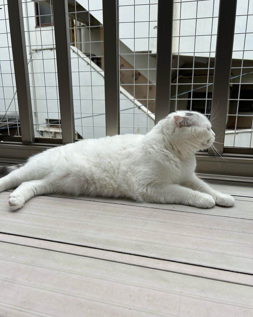 KAORUさんのインスタグラム写真 - (KAORUInstagram)「#スコティッシュフォールド  #幸来  #saku  #猫のいる暮らし」6月6日 16時04分 - yukisaku_88