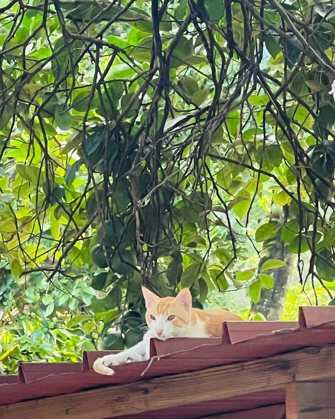 ケイト・ウォルシュさんのインスタグラム写真 - (ケイト・ウォルシュInstagram)「Wild about the wildlife and scenery in the unbeliavable tropical weather of French Polynesia 🐱💛☀️ #lindbladexpeditions #whereiexplore」6月6日 7時57分 - katewalsh