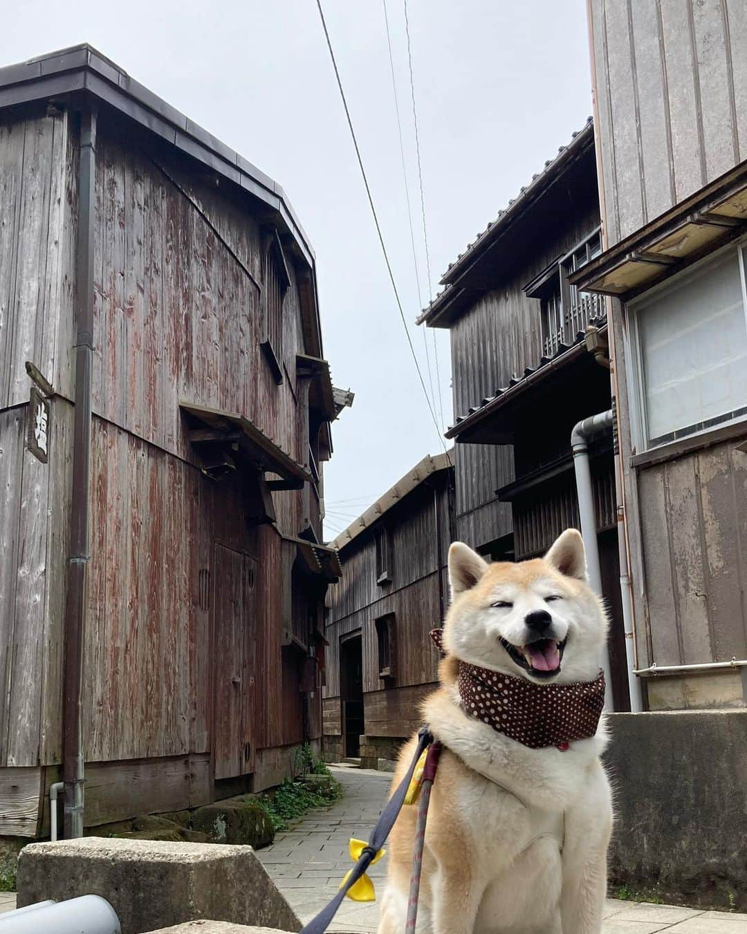 てんパパのインスタグラム：「宿根木集落の古い街並み & その近くの海岸線をドライブしてたら、急に現れた「犬岩」 #宿根木 #犬岩 #いきあたりばっ旅 #佐渡島上陸旅」