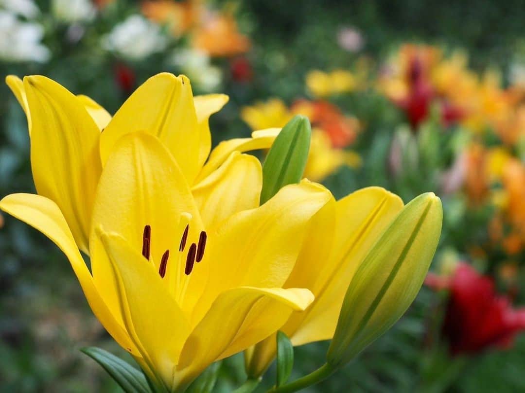 依田司さんのインスタグラム写真 - (依田司Instagram)「6月6日（火） 静岡県袋井市にある『可睡ゆりの園』から。およそ３万坪の広大な敷地に、１５０品種が咲き誇ります。その数、なんと２００万輪！全国でも有数のユリの名所であり、今年で開園４０周年を迎えます。 人気のエリアは黄色一色で統一された丘と５色のユリが咲く丘です。 斜面に咲き誇る姿はまるで絨毯のよう。 また、訪れた際にぜひ味わっておきたいのが「ゆりの天ぷら」です。食用のユリ根を天ぷらにしたもので、甘くてお芋に似た味わいです。お蕎麦と一緒に頂きました。美味しかった。 さらに、去年からアジサイを植え始め、現在、およそ１万株が園内を彩っています。色とりどりで綺麗。 この美しい風景を題材にフォトコンテスト開催中。なんと、40周年記念賞40万円、大賞30万円。もちろん私もエントリーします笑。 7月2日まで開園。  #可睡ゆりの園 #GAP #ギャップ #依田さん #依田司 #お天気検定 #テレビ朝日 #グッドモーニング #気象予報士 #お天気キャスター #森林インストラクター #グリーンセイバーアドバンス #プロジェクトワイルド #IPCC伝導者 #japan #japantrip #japantravel #unknownjapan #japanAdventure #japanlife #lifeinjapan #instagramjapan #instajapan #療癒 #ilovejapan #weather #weathercaster #weatherforecast」6月6日 8時44分 - tsukasa_yoda