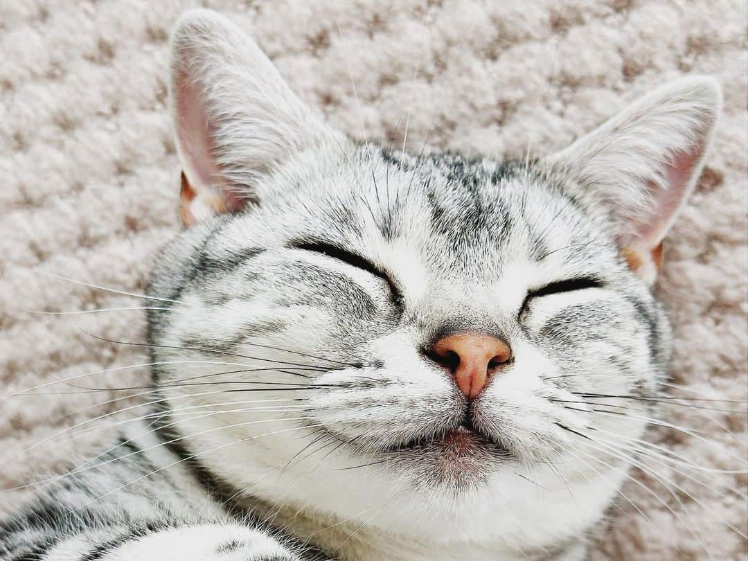 長野智子さんのインスタグラム写真 - (長野智子Instagram)「おはようございます。猫が落ちてました。。  顔w😂  #アメリ」6月6日 8時45分 - naganotomoko