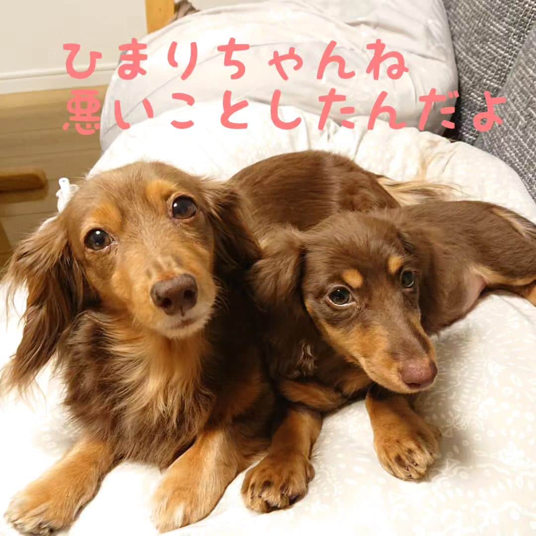 くるみんのインスタグラム：「* ②やられた～💦 歯がむず痒いひまりちゃんに、壁を齧られました😢 工夫して壁の角はバリアしました😆 * #カニンヘンダックスの日常 #カニンヘンダックス大好き #カニンヘンダックスフンド #カニンヘンダックスフント #カニンヘンダックスフンドチョコタン #カニンヘン #カニンヘンダックス #カニンヘン多頭飼い #カニンヘンの会 #チョコタンダックスフント #チョコタンダックスフンド #チョコタンダックス #チョコタン #ダックス多頭飼い #ダックスフントカニンヘン #ダックスフント #ダックスフンド #ダックス #ダックスの日常 #ダックスパピー #ダックスフンドカニンヘン #ダックス部 #ダックス短足部 #いぬばか部 #いぬすたぐらむ #短足部 #パピー #dachshund #dachs #dog」