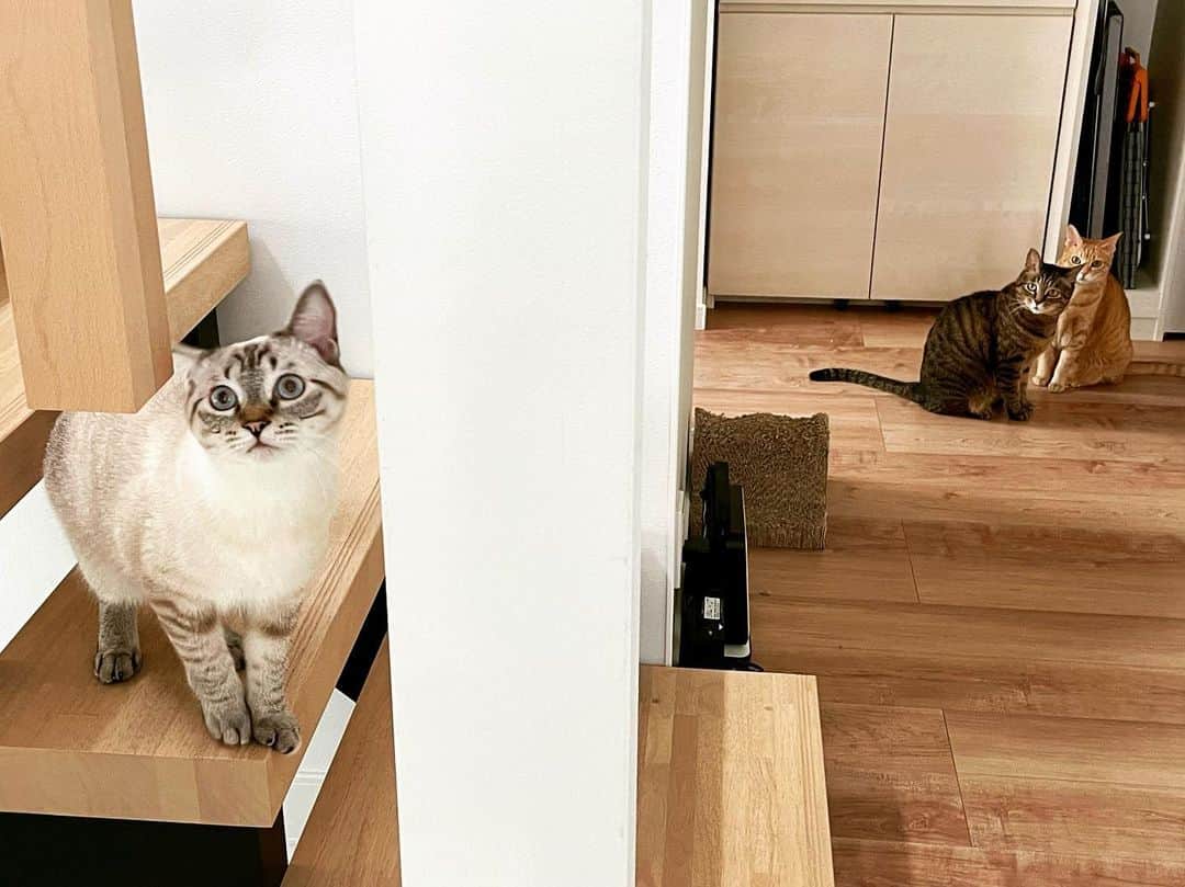 田中要次のインスタグラム：「『ダウン・バイ・ロー』のポスターを思い出す #猫Chai #猫Sabi #猫Guri #Bo_nyans #猫のいる暮らし」