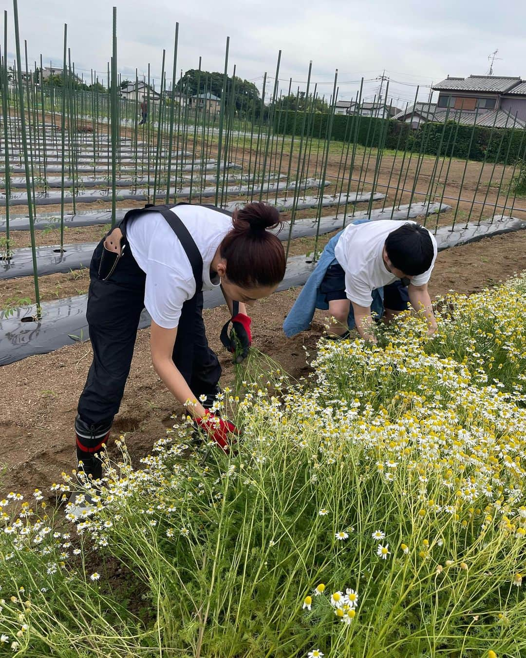 桐山マキさんのインスタグラム写真 - (桐山マキInstagram)「. . . Organic vegetables🥕🥬🧅🥔 @ecafarm 🍆🍅🧄  都内から 一時間で行ける場所に 肥料から手作りの無農薬栽培野菜を大切に栽培している農場があり @ponpon_marcy  と 新鮮なお野菜の収穫体験に行ってきました🍅  @familymart.japan さんがされてる @ecafarm  SDGSの 誰一人とりのこさないを実行し 障がいのある方の雇用を行い 皆、イキイキとお仕事されてました。  新鮮野菜を 収穫しながら 農薬だの何だの全く心配なく もぐもぐ食べれるなんて 貴重な体験🥹  こんなに 身体に優しい野菜達を食べれたら 身体はイキイキ元気だろうなぁ💪 エカファームさんの無農薬野菜は 直売されていて 近くのファミマでも買えたりするそう🍅🥬🍆  絶対また行きたい♡  ご一緒した　@shogo_velbed さんは自分の畑をお持ちで オシャレ畑雑誌を発行されてます🙏  #japan #chiba #ecafarm #familymart #organic  #organicveggies  #ファミリーマート #エカファーム #無農薬栽培 #収穫体験 #美味しい野菜 #都内から一時間 #直売してるよ #🍅」6月6日 10時12分 - maki_kiriyama