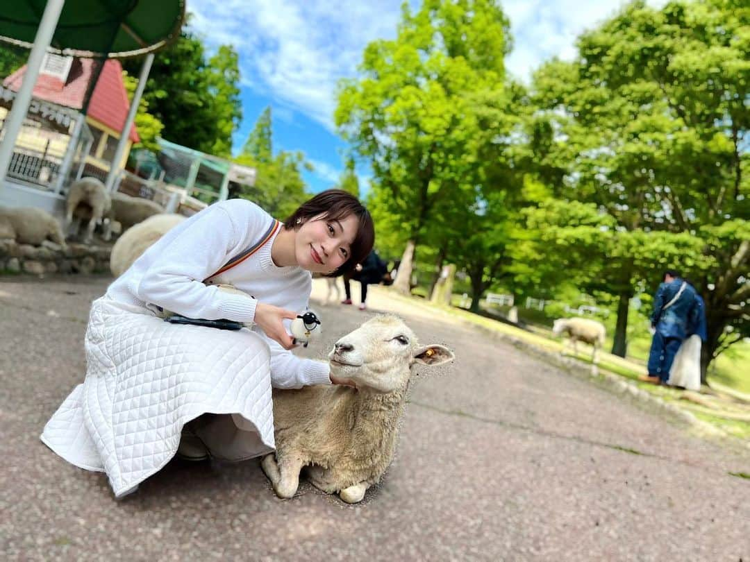 真彩希帆さんのインスタグラム写真 - (真彩希帆Instagram)「みなさま、こんにちは🐏  ファントムの歌稽古も始まったのですが、まだ他のキャストの方々にあっていないので何だかそわそわしてる私です。  先日、羊ちゃんに会いに六甲山牧場へ行きました☺️🫧  5月がんばったね！の自分へのご褒美🌈🐑笑  おひつも嬉しそうで、私も ひつじちゃんの毛をもふもふして羊毛の柔らかさにびっくり😳 （何度も触ったことあるはずなのに毎回新鮮に驚いてる笑）  ぴとーっと側に来てくれる仲良しひつじちゃんも現れたり  萩尾望都先生作画としか思えない 麗し羊の双子に出会い、いかに美しく 宝塚のポスターのように2人を撮るか連写しまくったり...📸  羊毛クラフト体験で ひつじのショーンみたいな顔の子を作成したり😚  ぽかぽか陽気だったので、ソフトクリームも食べました🍦🧡  ひつじちゃんや、やぎさん、 うしさんとよく目が合う幸せな1日でした🐮💕  また行きたいな〜。 まだまだ癒しが欲しい🙄  5月の疲れがなんだか抜けきらなく 身体に力が入りっぱなしなのが 今の悩みでマッサージにひたすら通ってます。笑  みなさま、おすすめの身体の力を抜く方法ないでしょうか？😂  6月も程よくゆるく頑張りましょう✊🫧 わたしも「ファントム」楽しんで頑張る！！！🔥  #六甲山牧場  #ひつじたち 🐑🐏🌱  #おひつ違和感なし #帰ってお風呂入らせたよ🛁  #真彩希帆」6月6日 10時29分 - maayakiho