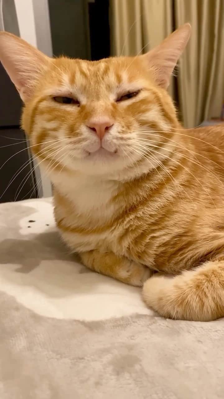 Aww Clubのインスタグラム