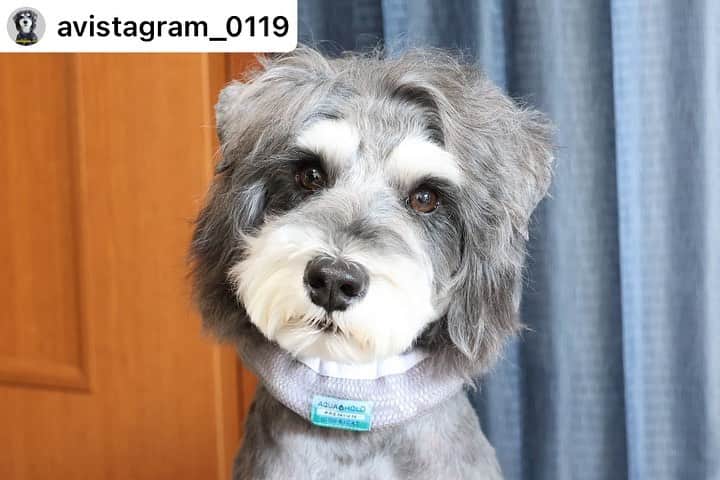 iDog&iCatのインスタグラム