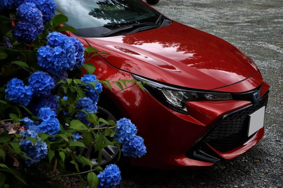 TOYOTAさんのインスタグラム写真 - (TOYOTAInstagram)「紫陽花と赤いクルマがマッチした素敵な1枚をご紹介いたします！  みんなのトヨタグラム by @ watamaru33  素敵な投稿をありがとうございました。  皆さんの自慢の愛車写真を続々紹介！ #トヨタグラム を付けてぜひ投稿をお願いします。  撮影する際には交通ルールを遵守いただくようお願いいたします。 また、ナンバープレートは隠して撮影することをお勧めします。  #トヨタ #TOYOTA #カローラスポーツ #corollasport #toyotacorollasport #カローラ #トヨタカローラ #corolla #toyotacorolla #紫陽花 #梅雨 #車のある風景 #愛車のある風景 #愛車撮影 #愛車 #ドライブ」6月6日 18時00分 - toyota_jp