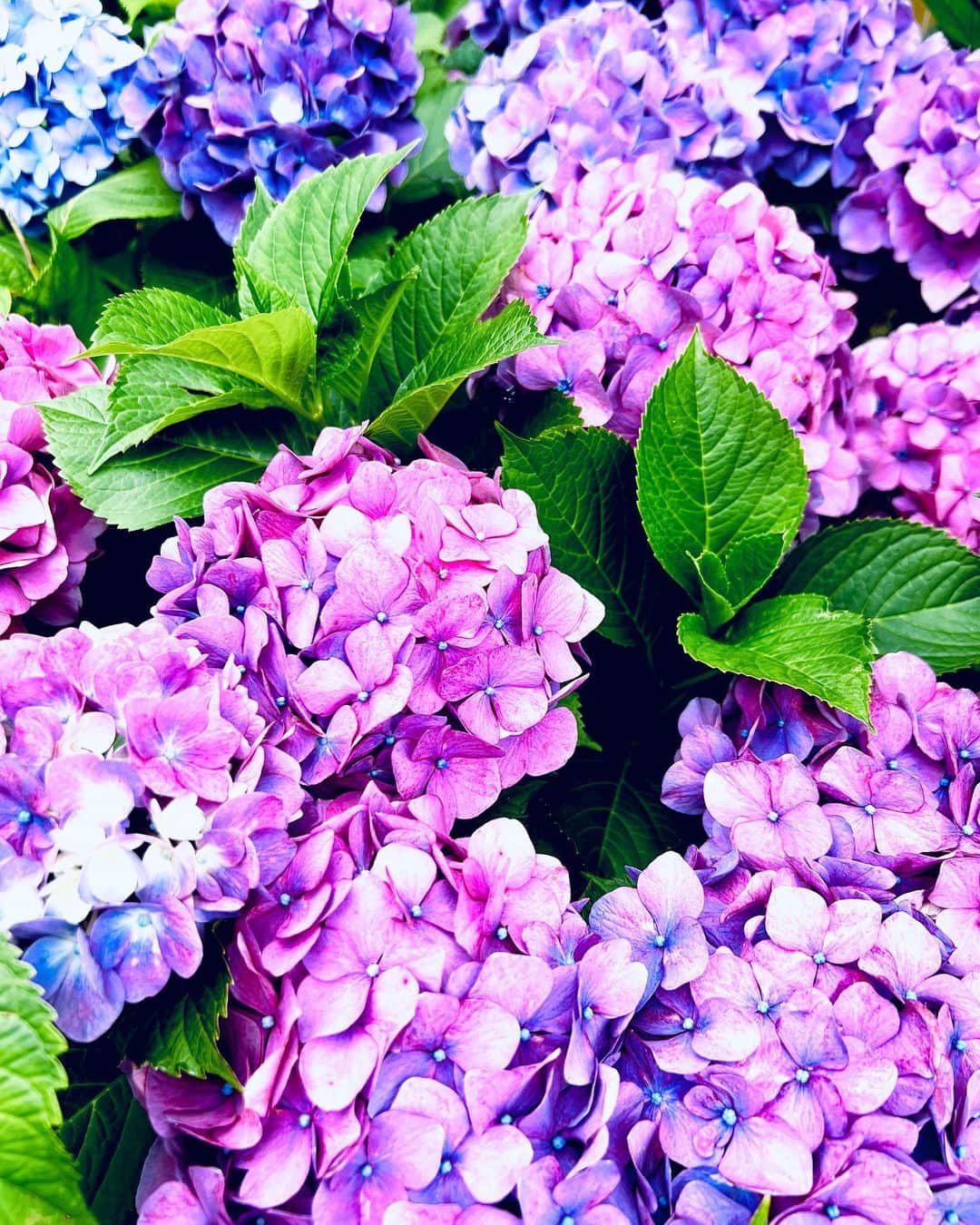 大沢樹生さんのインスタグラム写真 - (大沢樹生Instagram)「こんにちは。 午後からも良き時間をお過ごし下さい♪ 紫陽花がキレイに絶好調！ 自分は根を張り巡らせる時やな‼︎  #こんにちは #良き一日⠀ #素敵な一日⠀ #素晴らしい一日⠀ #最高な一日 #あじさい  #大沢樹生⠀ #大澤樹生⠀ #おおさわみきお⠀ #mikioosawa ⠀ #osawamikio ⠀ #mikiooffice⠀ #ミキオオフィス」6月6日 12時05分 - osawa_mikio