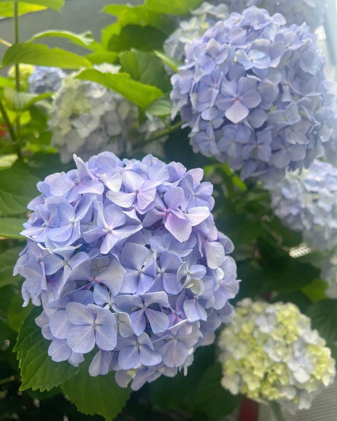 中村優さんのインスタグラム写真 - (中村優Instagram)「家の前の紫陽花が美しい💜✨」6月6日 12時09分 - nkmr_yu