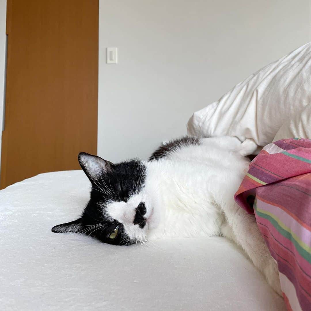 猫ラボのインスタグラム：「目を開けたまま爆睡する猫」
