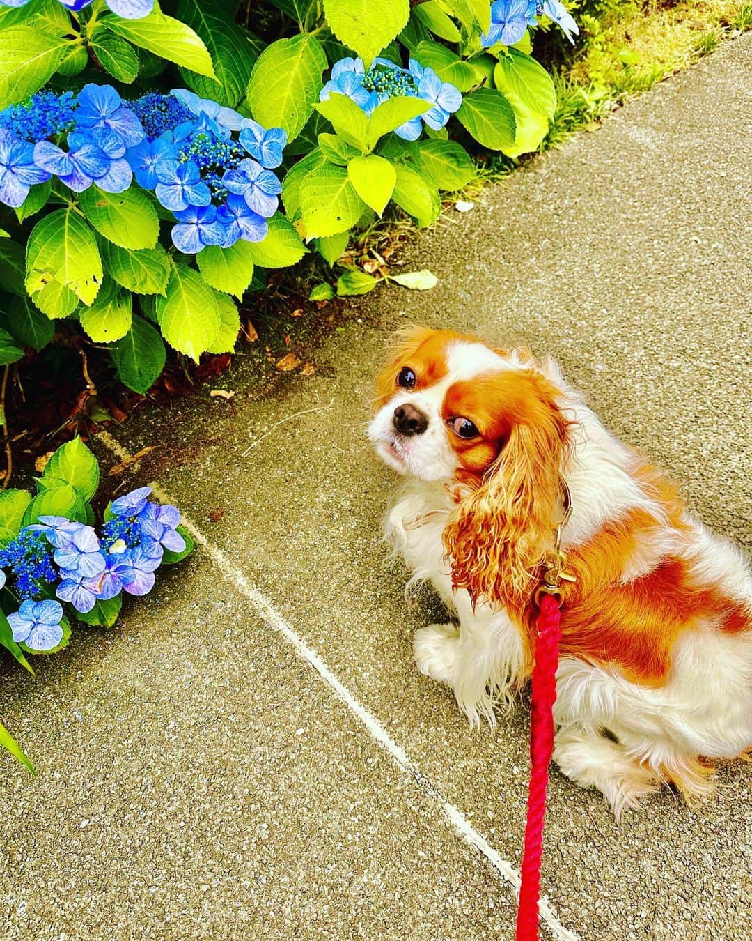 藤沢文翁さんのインスタグラム写真 - (藤沢文翁Instagram)「紫陽花の季節ですね」6月6日 13時52分 - fujisawabun_o