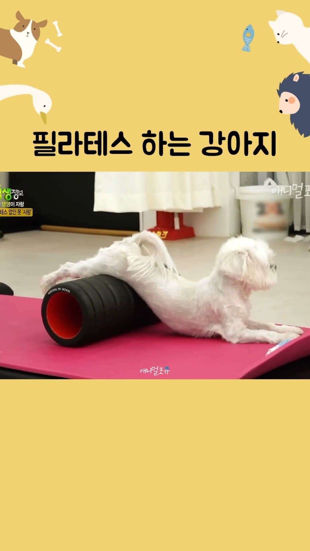 AS4Uのインスタグラム：「필라테스 하는 강아지 | a pilates puppy #shorts  ✅원본 영상 ➡️ https://youtu.be/JIDMPg6_ZjQ ✳️회차 정보: KBS 생생정보통 221207 방송  #애니멀포유 #필라테스 #강아지 #개 #요가 #홈트」