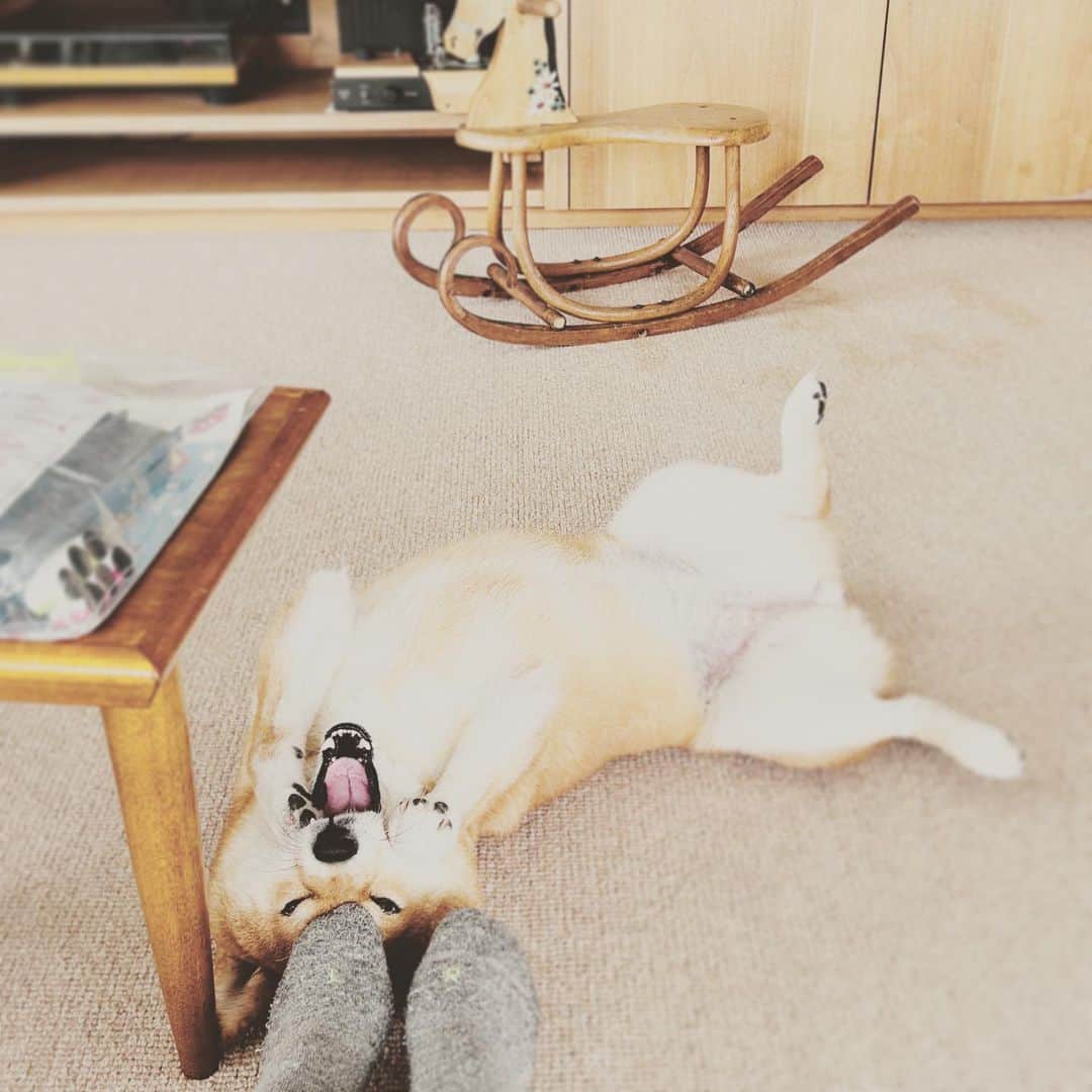 KIKIのインスタグラム：「あむあむ あそんでわん🧡 #椿王丸」
