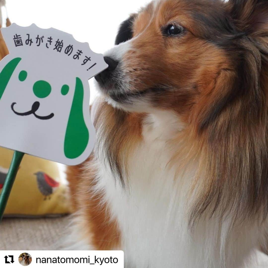 ライオン商事株式会社のインスタグラム：「みんなの#犬の歯みがき始めます宣言　✊  歯みがきプログラム1期生の投稿を紹介します。  シェルティーのななさん。 歯みがき始めます宣言ありがとうございます！😄  オンラインセミナーもぜひお役立てくださいね💁‍♀️！  @nanatomomi_Kyoto さん、 素敵なお写真をありがとうございます！  一緒に歯みがき頑張っていきましょう！🪥✨  ==================================== #犬の歯みがきプログラム1期生 で報告してね❗️  歯みがきプログ歯#を #犬の歯みがきプログラム1期生 をつけて投稿してくださいね☆ こちらのアカウントで紹介されるかも！====================================  #petkiss #歯みがき習慣化プロジェクト #犬歯みがき #イヌ #ワンコ #いぬスタグラム #いぬとの生活 #いぬ好きさんと繋がりたい #ワンコのいる生活  #イヌのいる暮らし #lionpet #ライオンペット #いぬとのくらし #イヌ部 #犬大好き部 #いぬとくらす #イヌのいる生活 #シェルティ #シェルティ大好きな人と繋がりたい #シェルティー #シェルティーと暮らす」