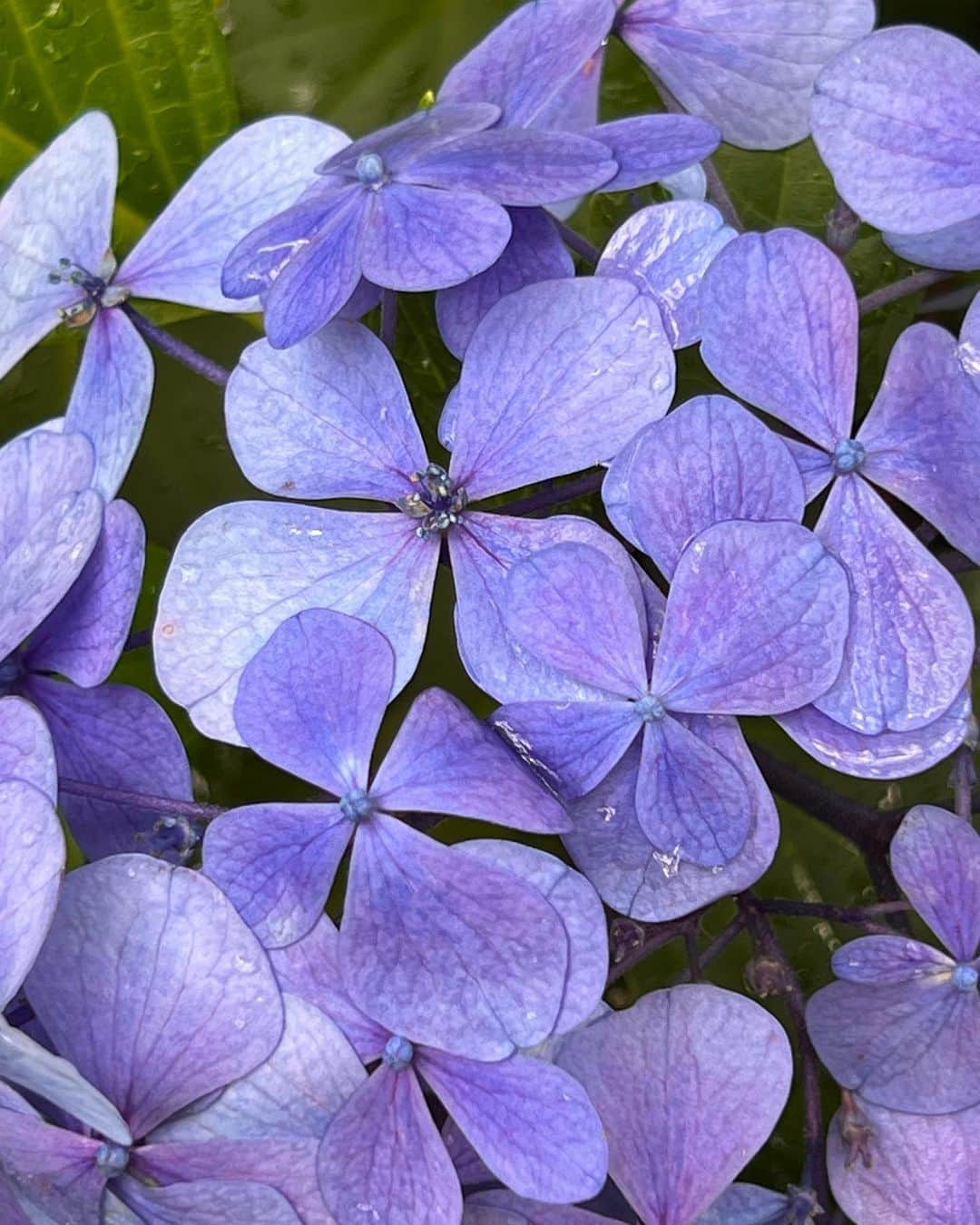 中澤裕子のインスタグラム：「☔️☔️  紫陽花の花は 真ん中のところって 今日初めて知りました。  息子に教えてあげようと話したら  「うん！しってる！」  だって🤭  ちっちゃいとこが花です。  と、図鑑に書いてたって。  「だから、植物の図鑑買って」  だから、って何？😂  という今日の長閑な会話。  #火曜日 #ももち浜ストア #巨典さんから教わりました」