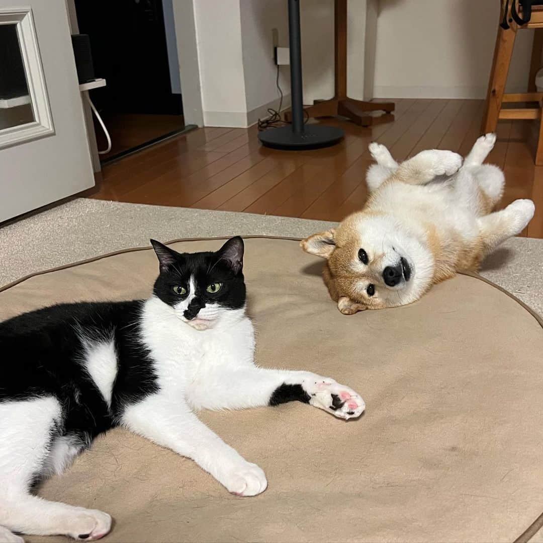 のインスタグラム：「🐕🐈🌙✨」