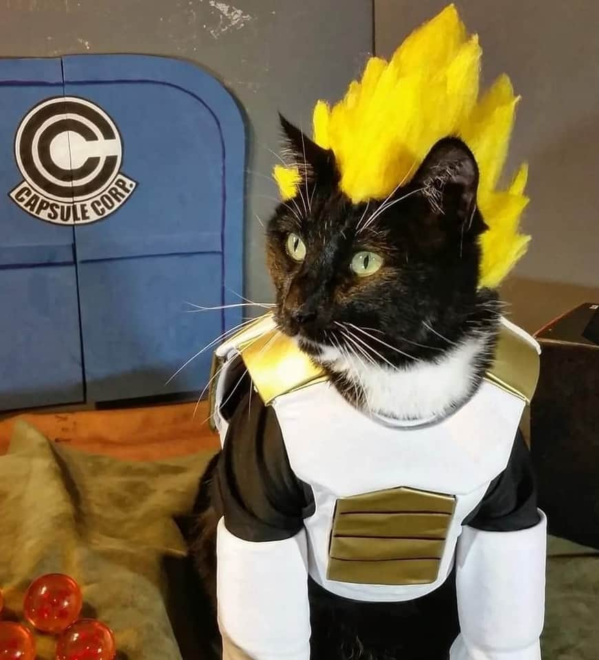 猫コスプレさんのインスタグラム写真 - (猫コスプレInstagram)「"CURSE YOU CAT-KAROT!"  #Vegeta #dbs #dragonball #DragonBallSuper  . . . . . #catcosplay #cosplay #cosplayer #cat #catcostume #catsinclothes #petclothes #PetCostume #petarmor #catarmor #funnycats #humor #puns #anime #dbsuper #dragonballcosplay #vegetacosplay」6月7日 1時02分 - cat_cosplay